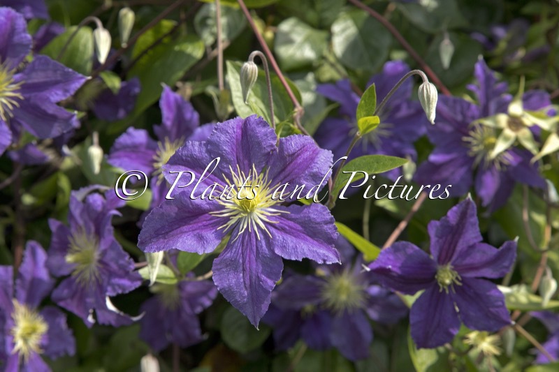Clematis ‘Evipo001’ (WISLEY)