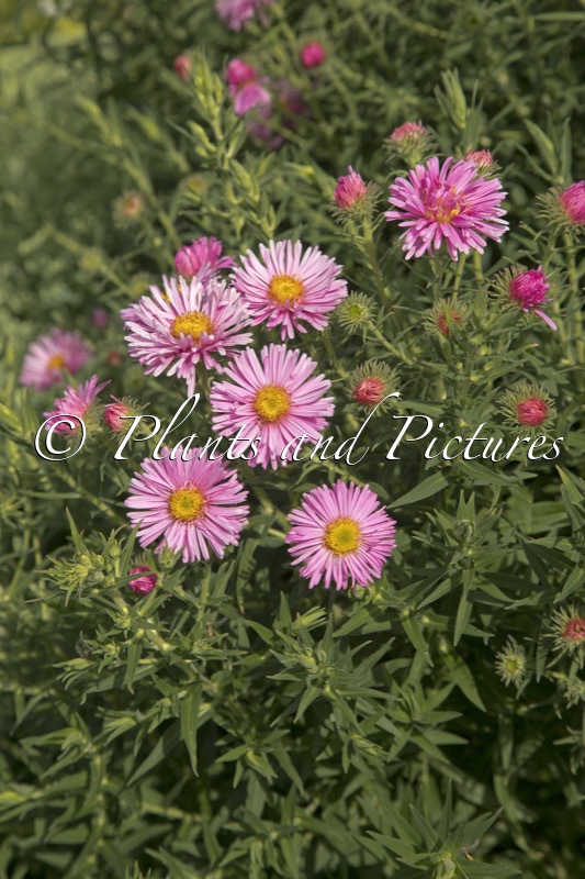 Aster novae-angliae ‘Harrington’s Pink’
