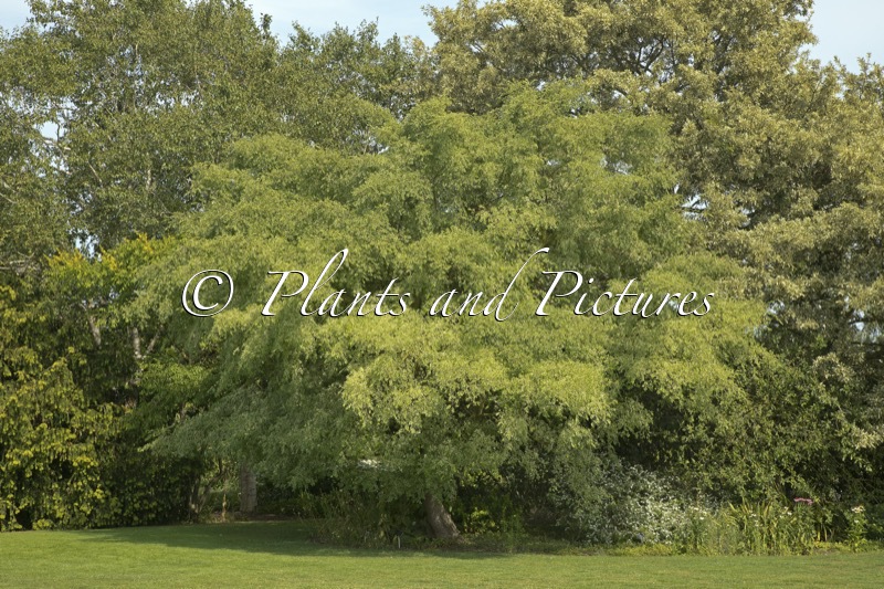 Ulmus parvifolia ‘Frosty’