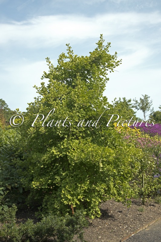 Ginkgo biloba ‘Blagon’ (FASTIGIATA BLAGON)