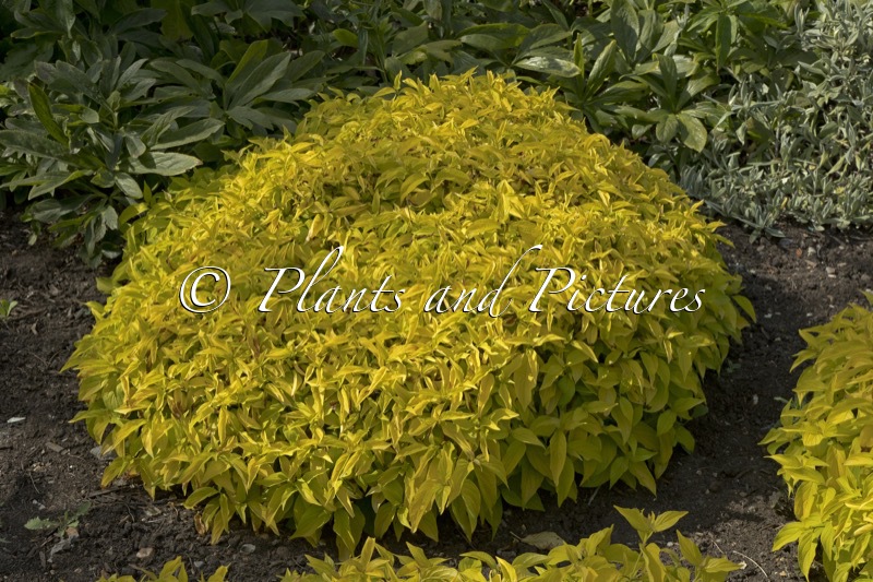 Cornus sericea ‘Rosco’ (KELSEY’S GOLD)