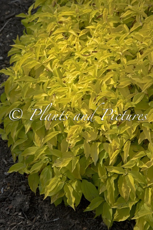 Cornus sericea ‘Rosco’ (KELSEY’S GOLD)