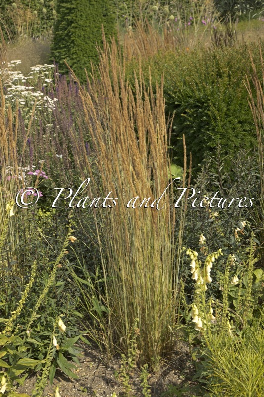 Calamagrostis acutiflora ‘Avalanche’
