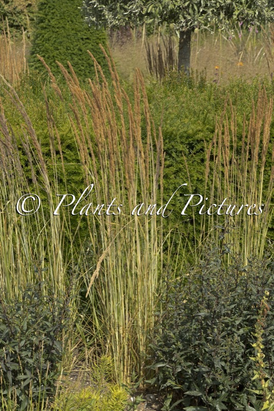 Calamagrostis acutiflora ‘Avalanche’