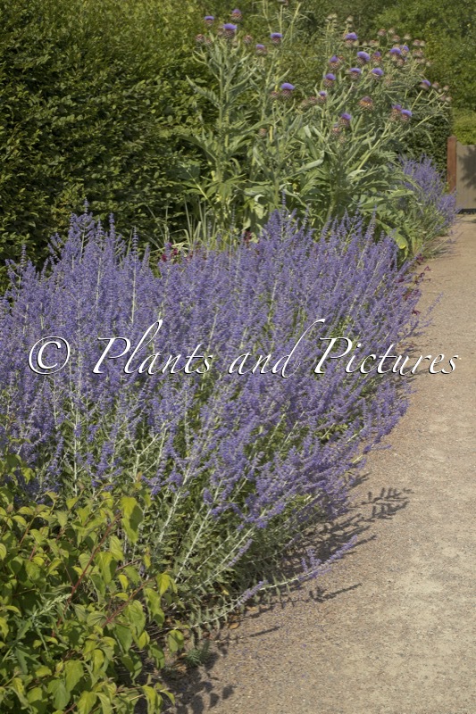 Perovskia ‘Blue Spire’