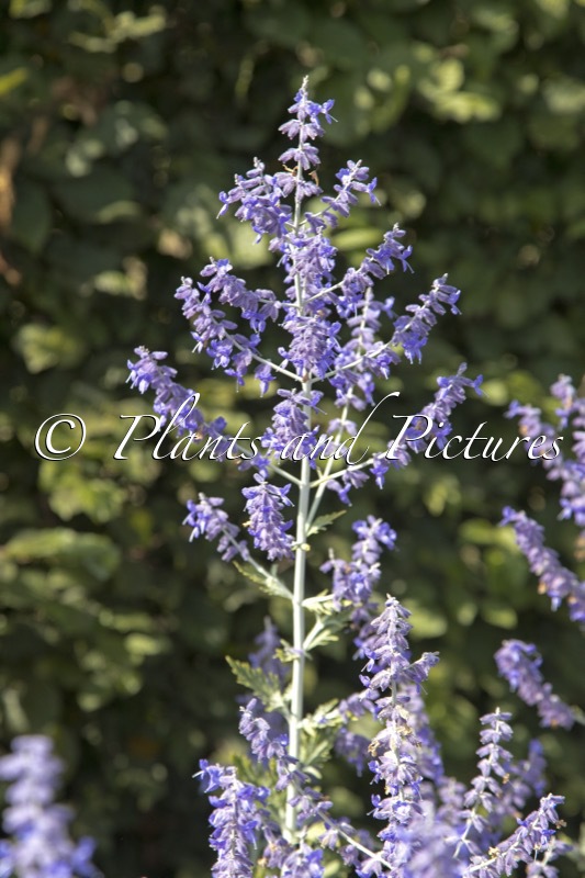 Perovskia ‘Blue Spire’