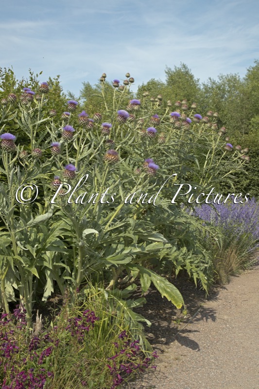 Cynara cardunculus