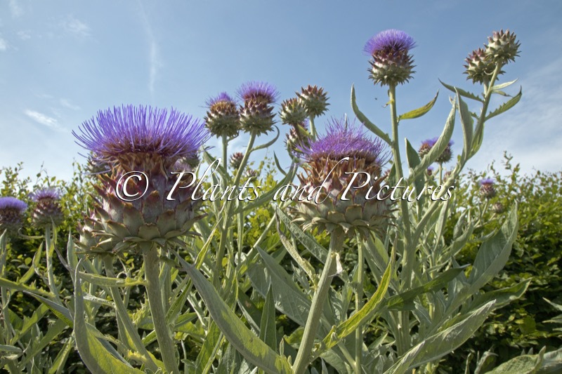 Cynara cardunculus