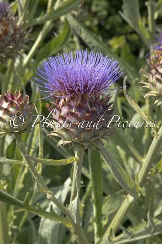 Cynara cardunculus
