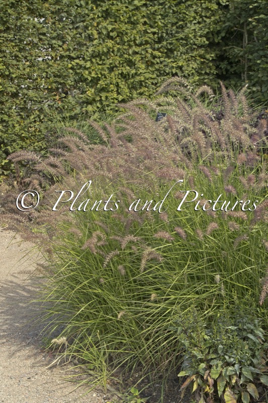 Pennisetum ‘Karley Rose’
