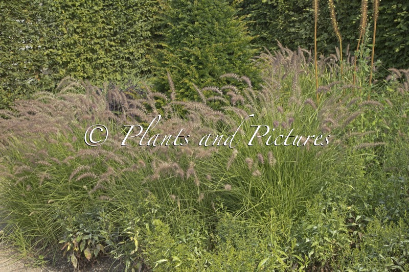 Pennisetum ‘Karley Rose’