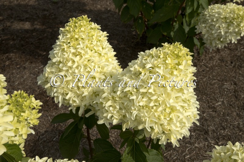 Hydrangea paniculata ‘Frenne’ (SKYFALL)
