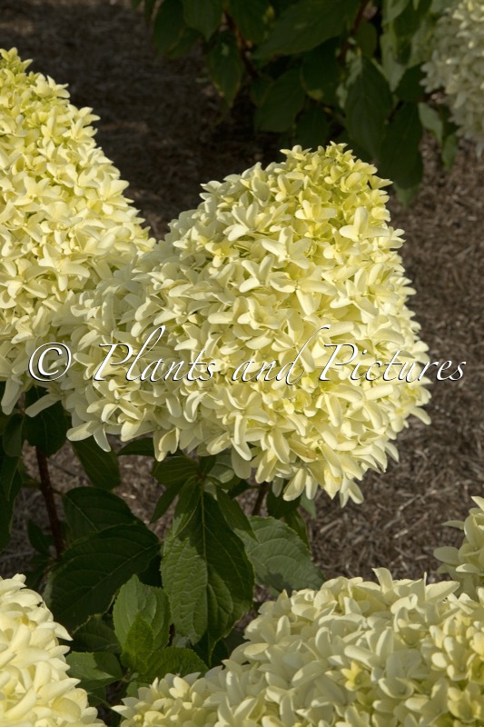 Hydrangea paniculata ‘Frenne’ (SKYFALL)
