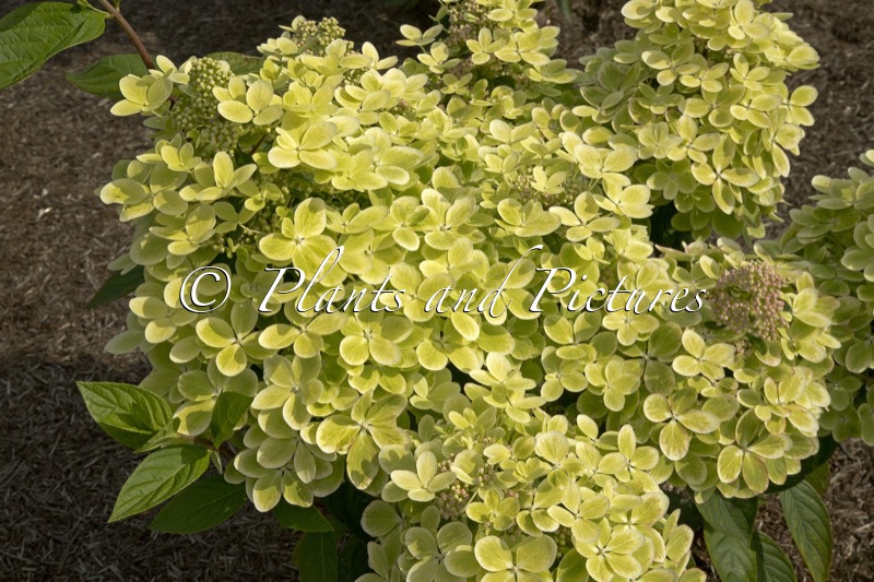 Hydrangea paniculata ‘Renxolor’ (PASTEL GREEN)