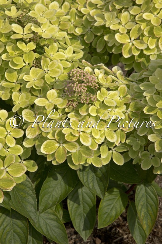 Hydrangea paniculata ‘Renxolor’ (PASTEL GREEN)