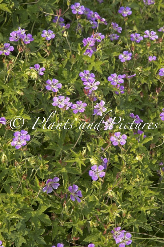 Geranium ‘Sweet Heidy’