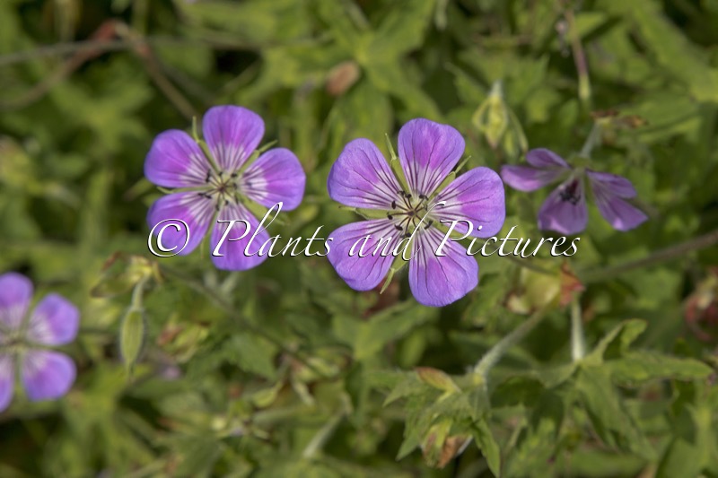 Geranium ‘Sweet Heidy’