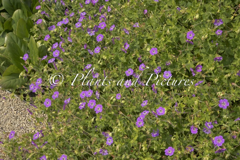 Geranium ‘Noorthava’ (HAVANA BLUES)