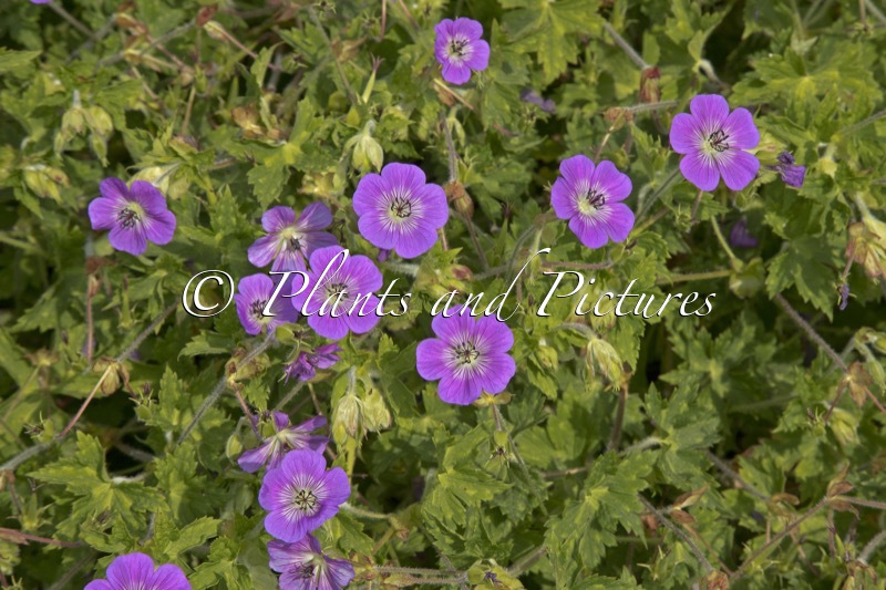 Geranium ‘Noorthava’ (HAVANA BLUES)