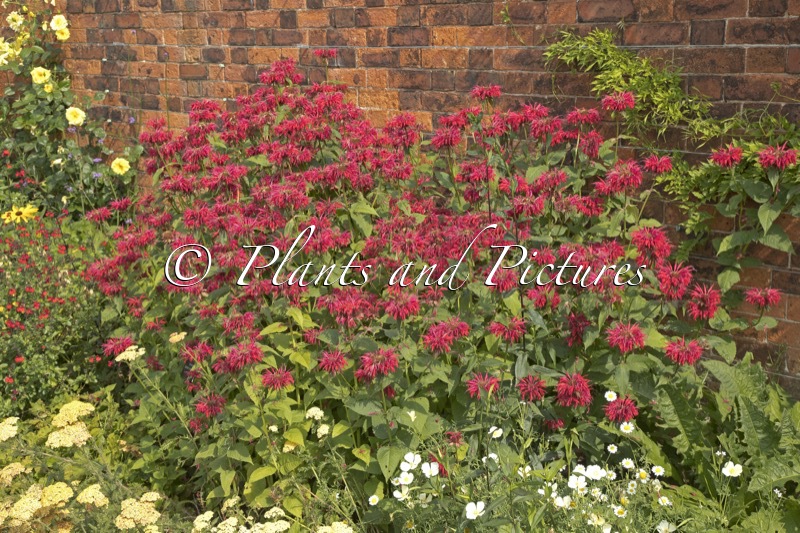 Monarda ‘Gardenview Scarlet’