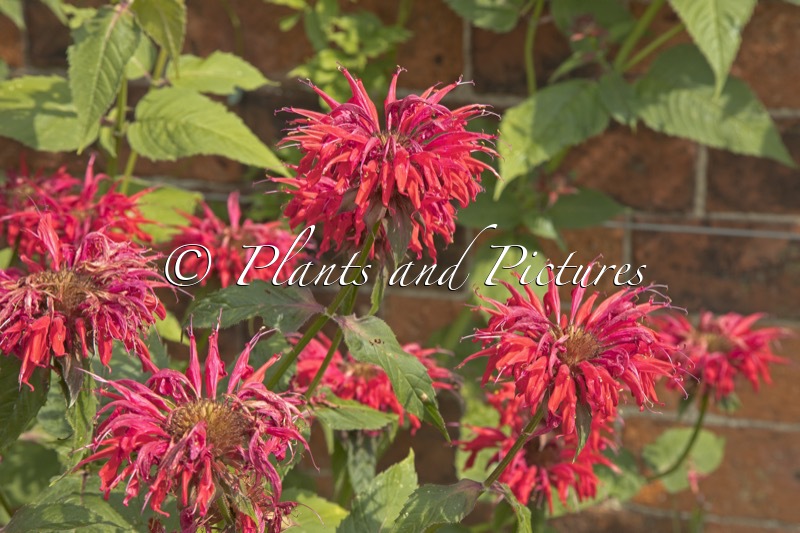 Monarda ‘Gardenview Scarlet’