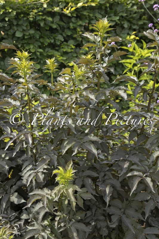 Sambucus nigra ‘Eiffel 1’ (BLACK TOWER)