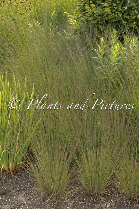 Molinia caerulea ‘Edith Dudszus’