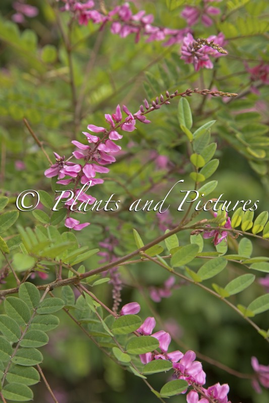 Indigofera howellii