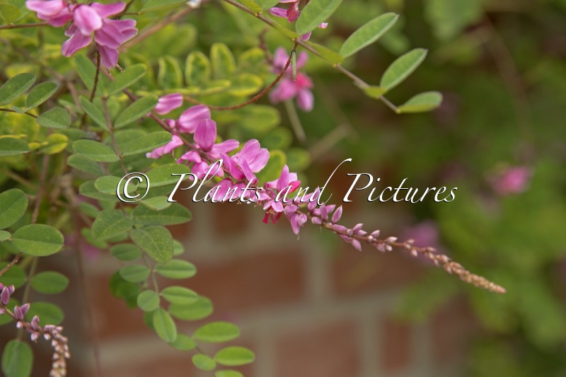 Indigofera howellii