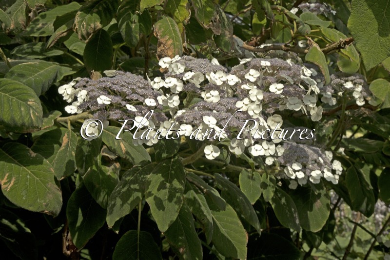 Hydrangea aspera subsp. sargentiana
