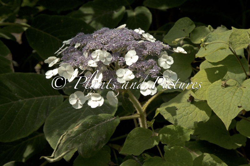 Hydrangea aspera subsp. sargentiana