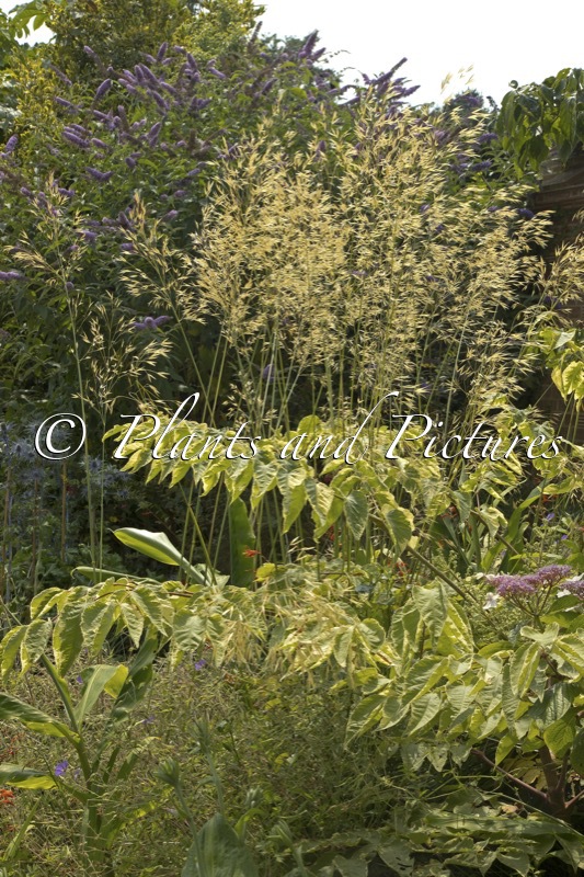 Aralia elata ‘Golden Umbrella’ (+Stipa gigantea)