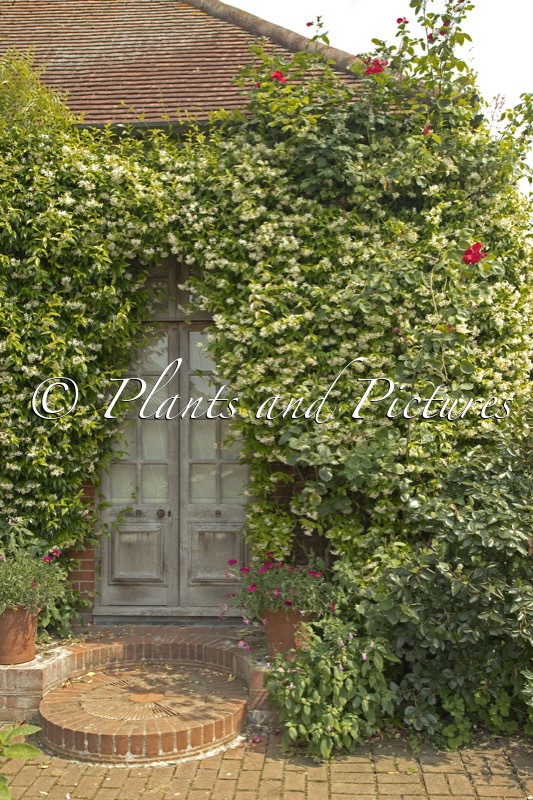 Trachelospermum jasminoides