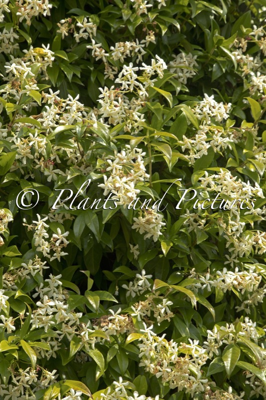 Trachelospermum jasminoides