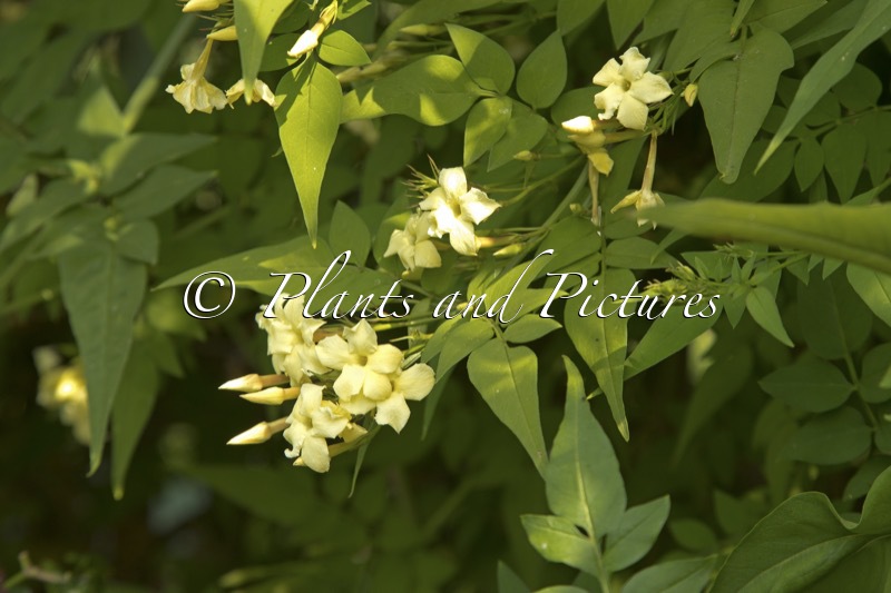 Jasminum officinale ‘Clotted Cream’