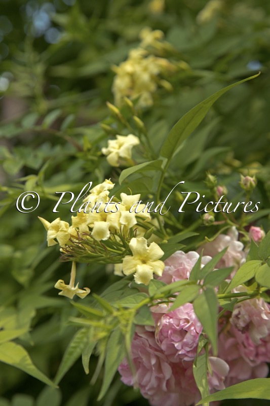 Jasminum officinale ‘Clotted Cream’