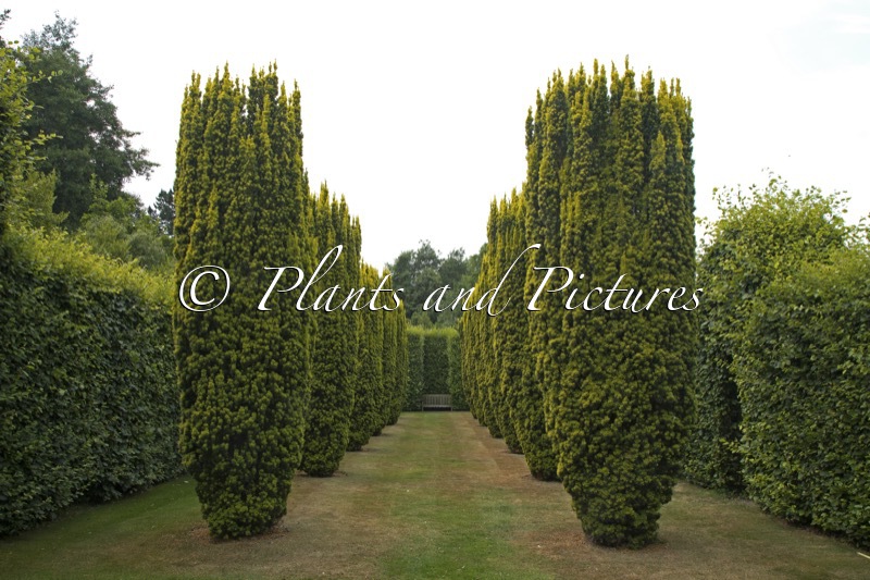 Taxus baccata ‘Fastigiata Aurea’