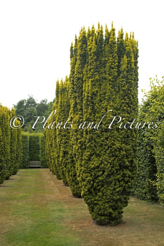 Taxus baccata ‘Fastigiata Aurea’