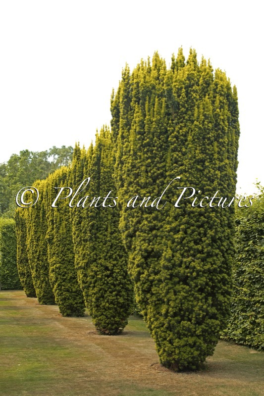 Taxus baccata ‘Fastigiata Aurea’