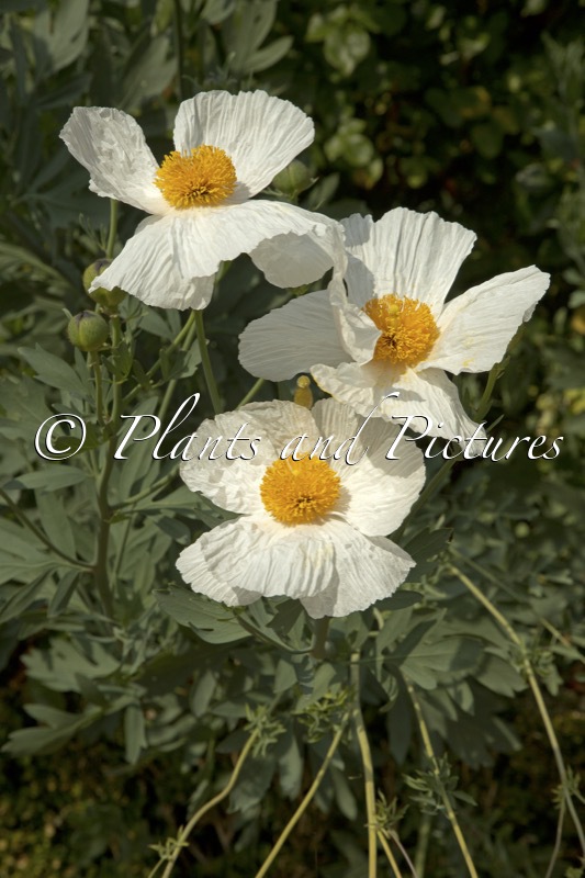 Romneya coulteri
