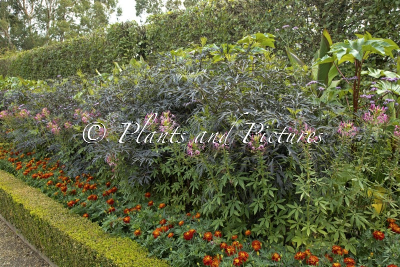 Sambucus nigra ‘Gerda’ (BLACK LACE) (+Cleome spinosa)