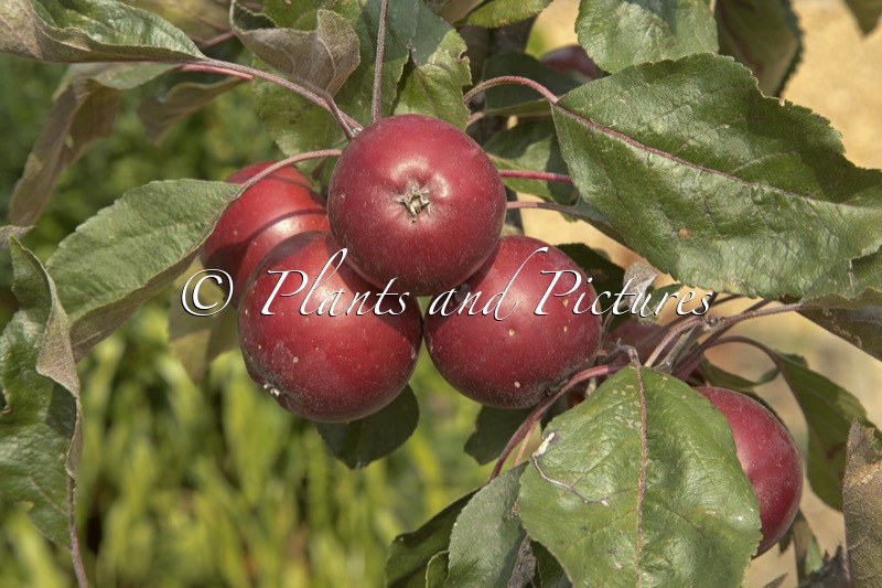 Malus domestica ‘Trymlet’