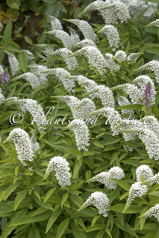 Lysimachia clethoides
