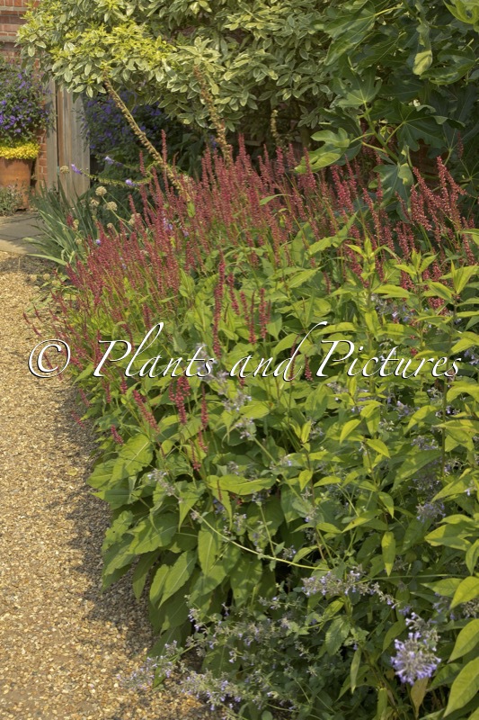 Persicaria amplexicaulis ‘Orangofield’