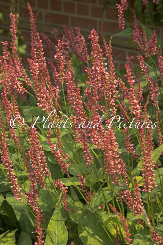 Persicaria amplexicaulis ‘Orangofield’