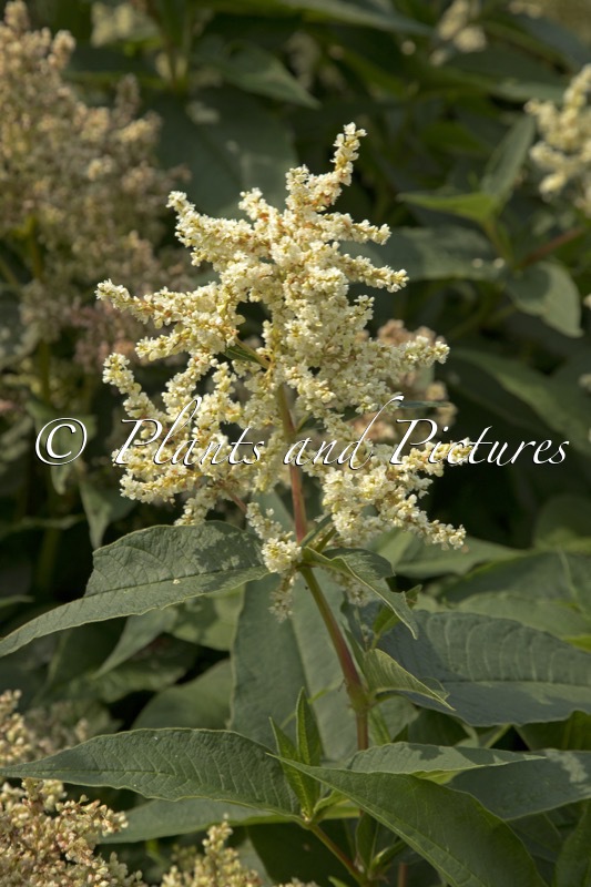 Persicaria polymorpha