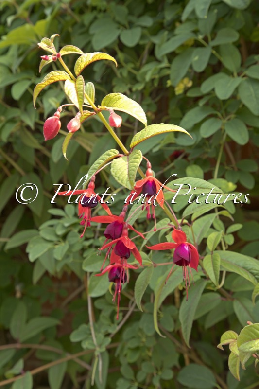 Fuchsia ‘Lady Boothby’