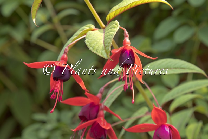 Fuchsia ‘Lady Boothby’