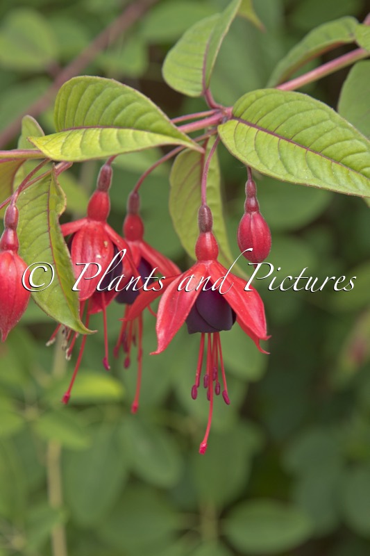 Fuchsia ‘Lady Boothby’