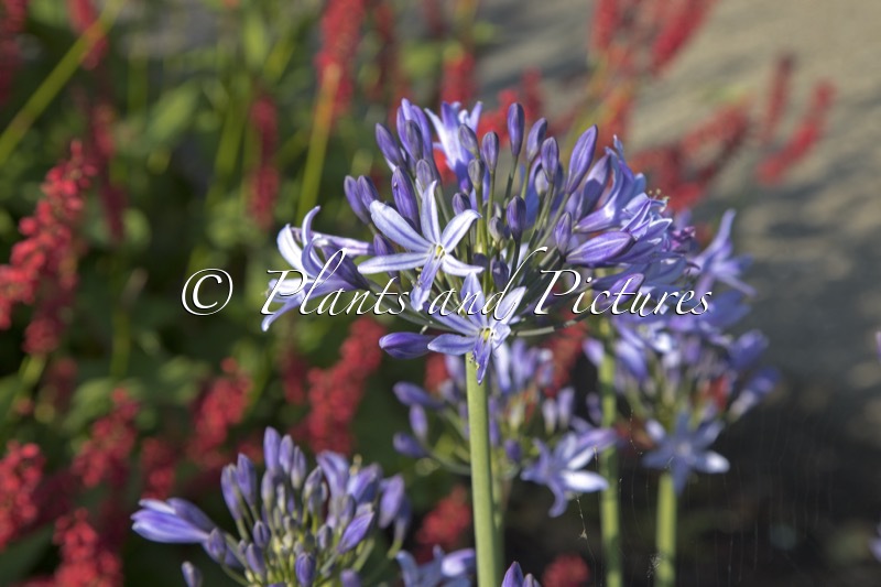 Agapanthus ‘Rolyn’ (PRETTY ROLYN)